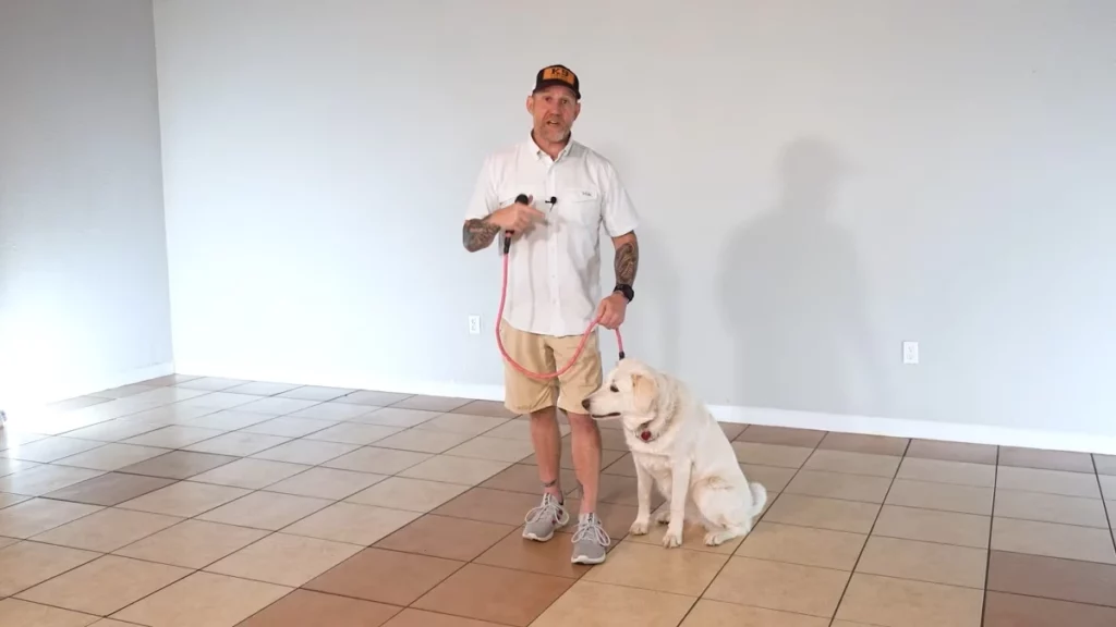Training An 8 Month Old Puppy